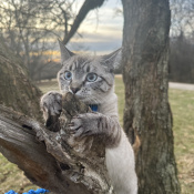 Willow, a White, Light-grey, Dark-grey Breed Unknown Cat