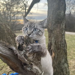 {petName}, a White, Light-grey, Dark-grey Breed Unknown Cat